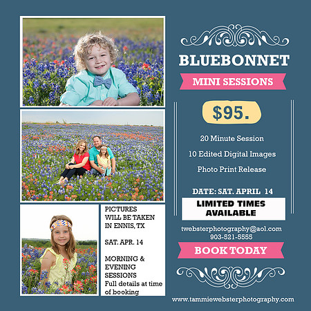 Bluebonnet Minis